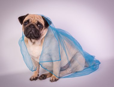 komik pug