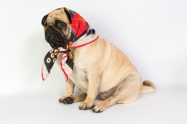 komik pug
