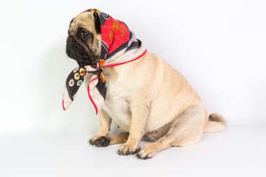 komik pug