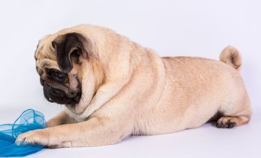 komik pug