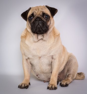 Komik beyaz Pug