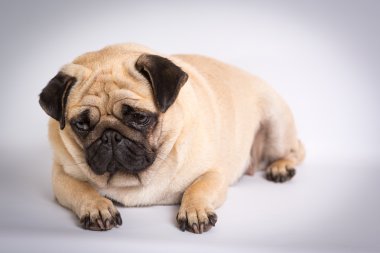 komik pug