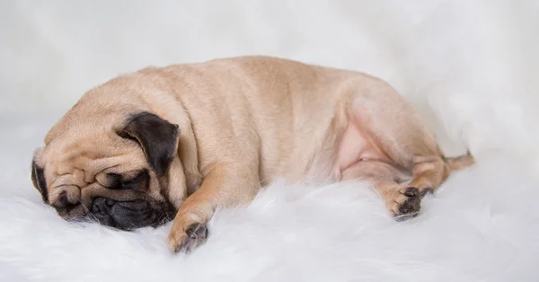 Funny pug — Stock Photo, Image