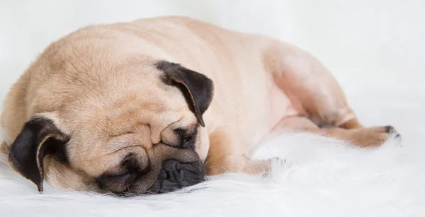 Funny pug — Stock Photo, Image