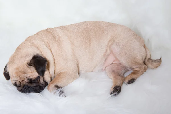 Funny pug — Stock Photo, Image