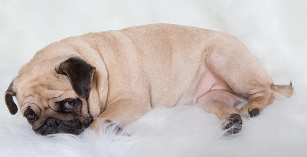 Funny pug — Stock Photo, Image