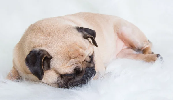 Funny pug — Stock Photo, Image