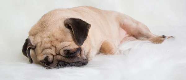 Funny pug — Stock Photo, Image