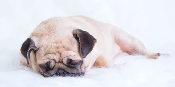 Funny pug — Stock Photo, Image