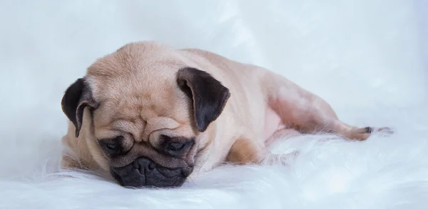 Funny pug — Stock Photo, Image