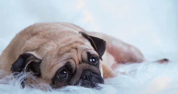 Funny pug — Stock Photo, Image