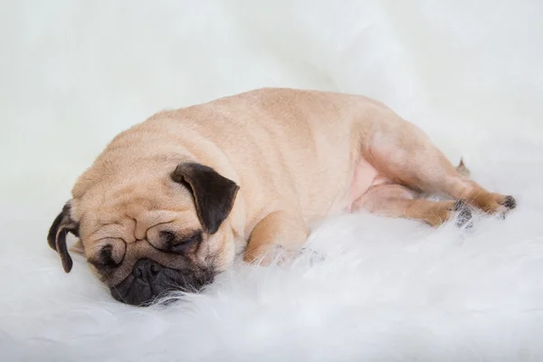 Funny pug — Stock Photo, Image