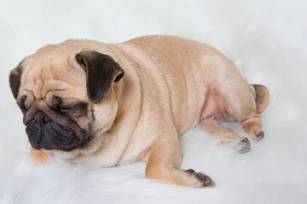 Funny pug — Stock Photo, Image