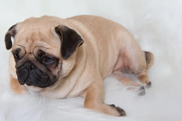 Funny pug — Stock Photo, Image