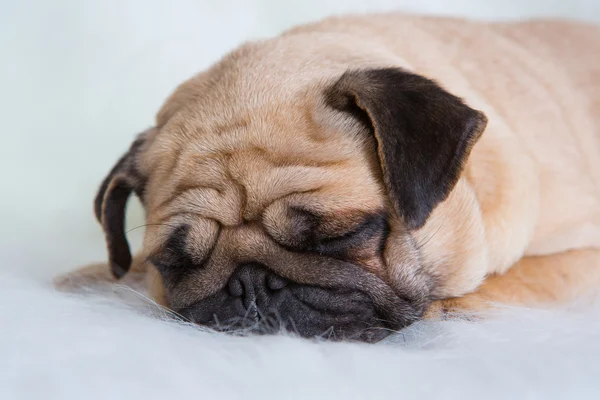 Funny pug — Stock Photo, Image