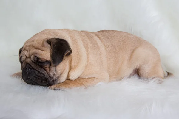 Funny pug — Stock Photo, Image