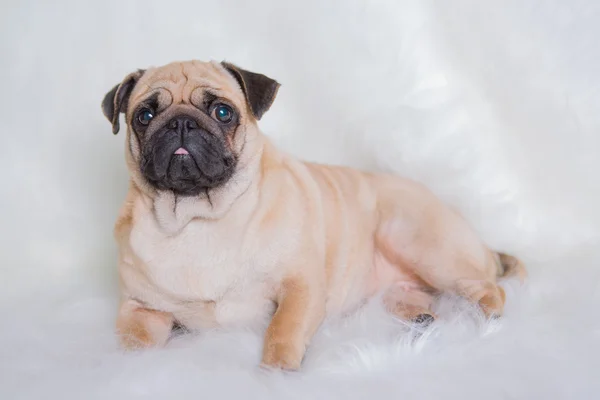 Funny pug — Stock Photo, Image