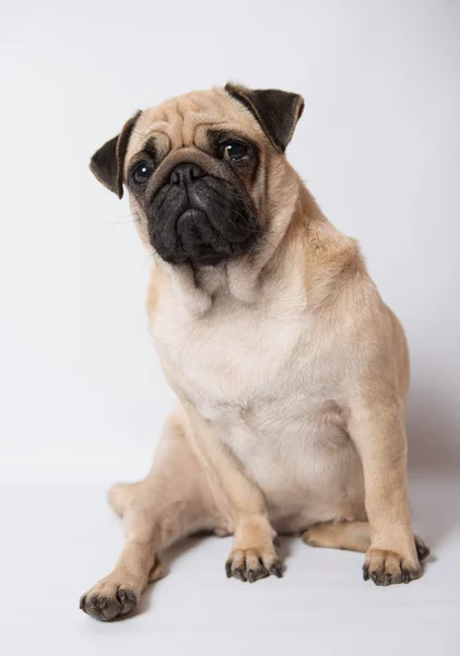 Funny pug — Stock Photo, Image