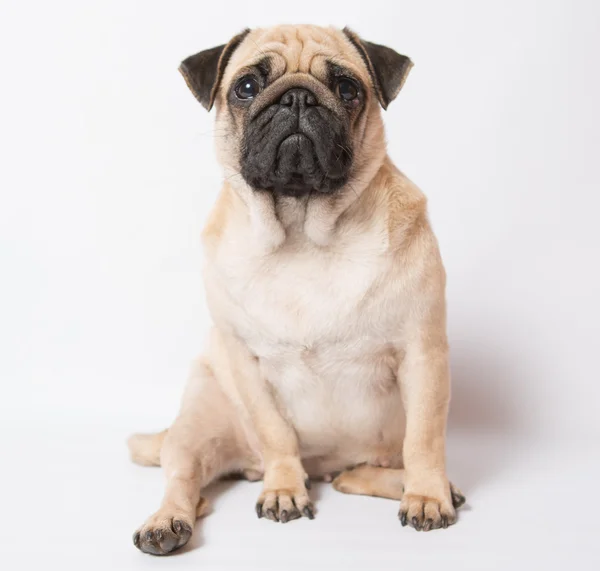 Funny pug — Stock Photo, Image