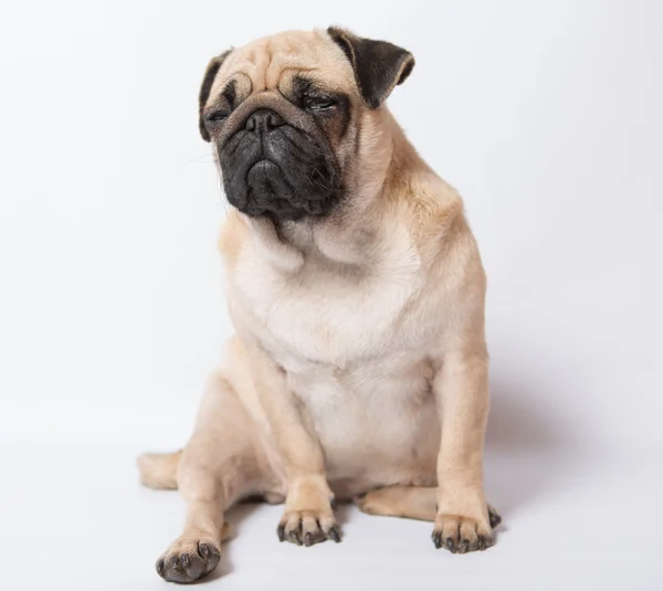 Funny pug — Stock Photo, Image