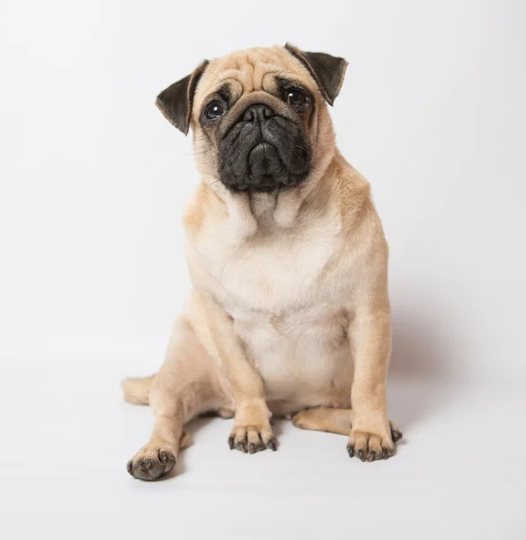 Funny pug — Stock Photo, Image