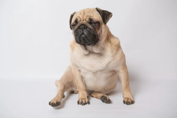 Funny pug — Stock Photo, Image