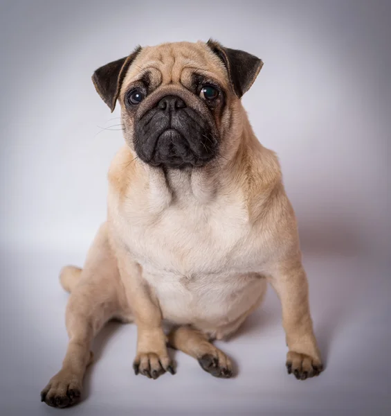 Pug engraçado — Fotografia de Stock