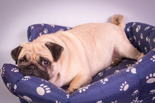 Funny pug — Stock Photo, Image