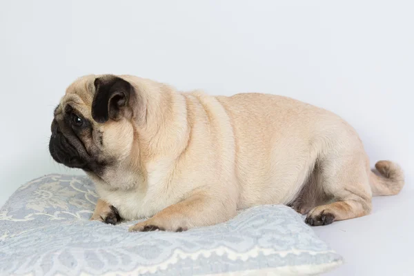 Funny pug — Stock Photo, Image