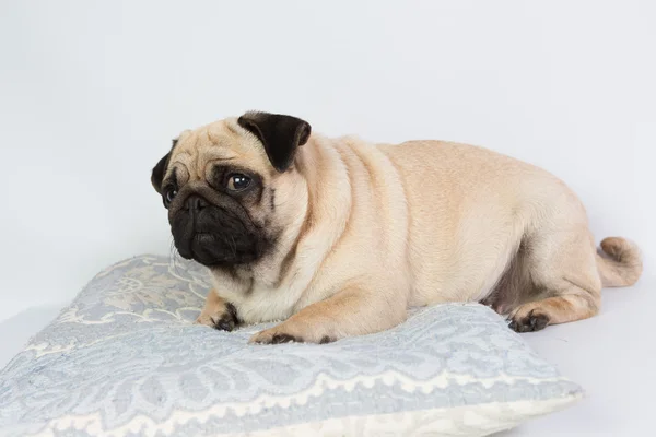 Funny pug — Stock Photo, Image