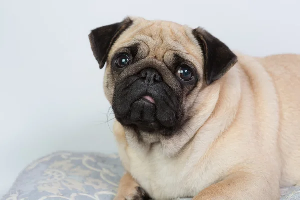 Funny pug — Stock Photo, Image