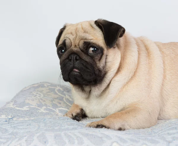 Funny pug — Stock Photo, Image