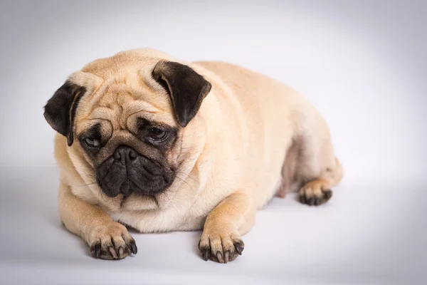 Funny pug — Stock Photo, Image