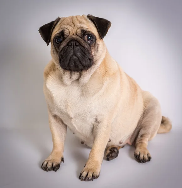 Funny pug — Stock Photo, Image