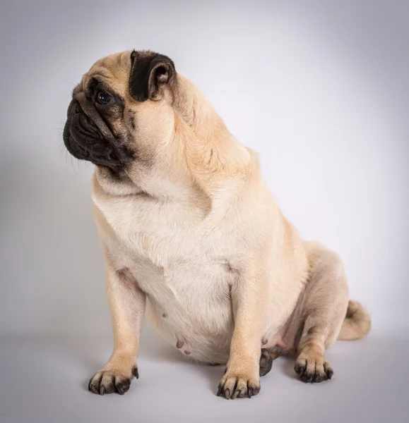 Funny pug — Stock Photo, Image