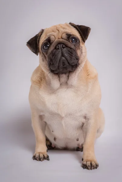 Funny pug — Stock Photo, Image