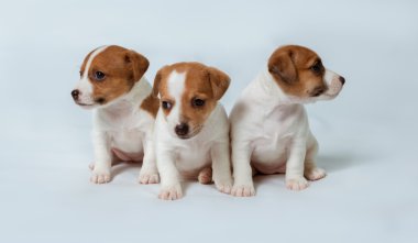 Jack Russell Teriyeri