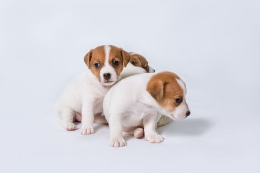 Jack Russell Teriyeri