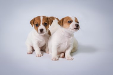 Jack Russell Teriyeri