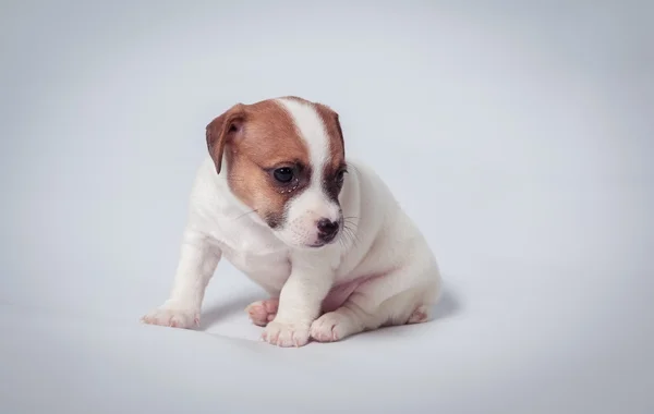 Jack Russell Teriyeri