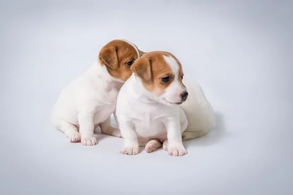 Jack Russell Teriyeri