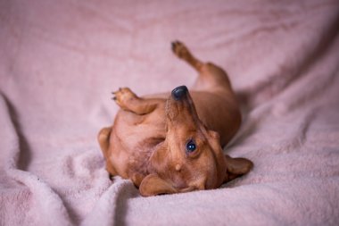 Komik güzel Dachshund