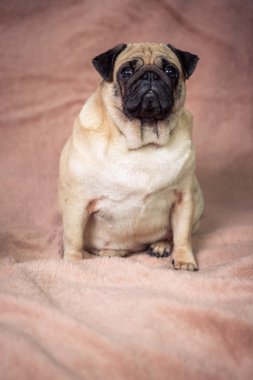 komik pug portre