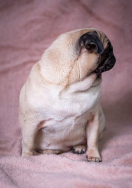 komik pug portre