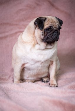 komik pug portre