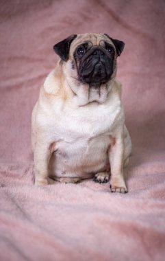 komik pug portre