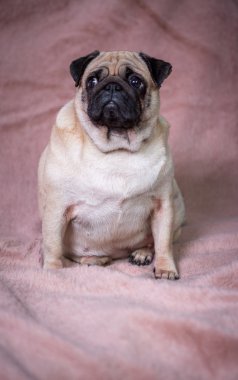 komik pug portre