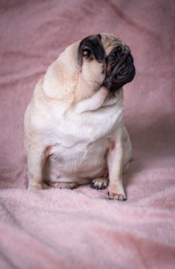 komik pug portre
