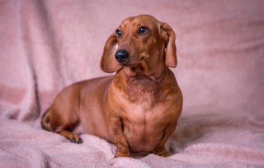 Komik güzel Dachshund