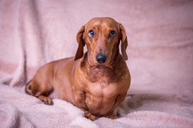 Komik güzel Dachshund